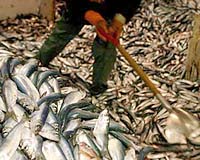 World's fisheries at risk of collapse, but recovery is possible: study