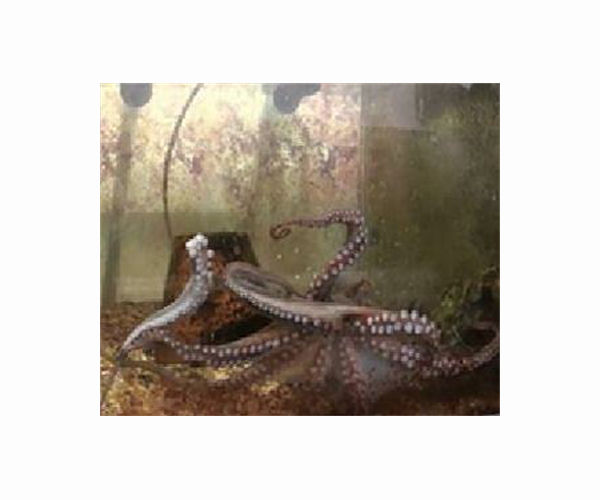 Complex shell patterns helped octopus ancestors fine-tune their buoyancy