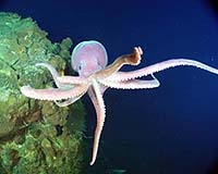 Egg-brooding of deep-sea octopus lasts a record 53 months