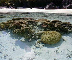 Heat-resistant corals provide clues to climate change survival