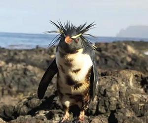 Race to save oil slicked penguins on remote British island