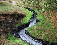 Polluted Ecosystems Can Recover
