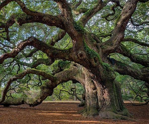 Protecting very old trees can help mitigate climate change