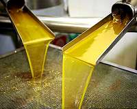 Olive mill wastewater transformed: From pollutant to bio-fertilizer, biofuel