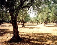 Drought, blight threaten to press up olive oil price