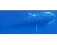 Study provides first field observations of rare Omura's whales