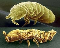 How Arthropods Survive The Cold Using Natural Anti-Freeze
