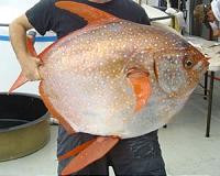 New research reveals first warm-blooded fish