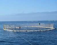 Aquaculture offers lifeline to floundering Moroccan fishermen