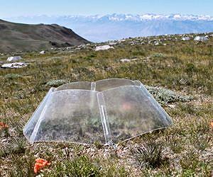 Study Shows Experiments Underestimate Plant Responses to Climate Change