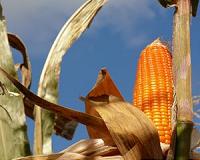 Corn husks a promising source of renewable fuel: study