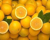 FPL Energy Signs Deal With Citrus Energy For First Of Its Kind Ethanol Plant