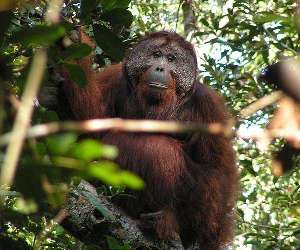 Indonesia orangutan forest cleared for 'carbon-neutral' packaging firm