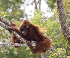Orangutan nest building shows high degree of sophistication