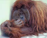 Wildlife Talks Focus On Survival And Human Livelihood As Asian Trade Booms