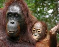 Borneo Orangutan dies with 40 pellets in her body: group