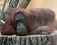 Indonesia busts Russian smuggling drugged orangutan