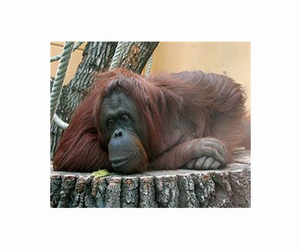 Concern as orangutan seen roaming Indonesia coal site