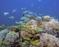 Profitable coral reef fisheries require light fishing