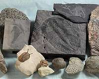 Rise in oxygen levels links to ancient explosion of life, researchers find