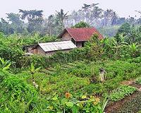 Making biodiverse agriculture part of a food-secure future