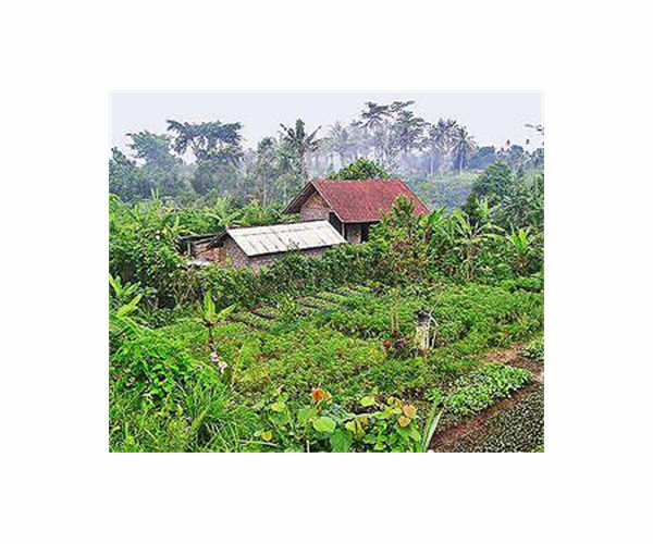 Sustainable practices linked to farm size in organic farming