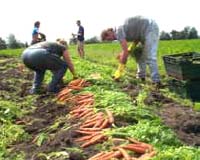 No Evidence To Support Organic Is Best