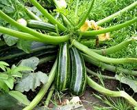 Organic agriculture more profitable to farmers