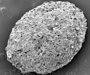 Life Between Snowball Earths