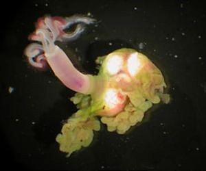 Acid-wielding worms drill through bones at the bottom of the sea