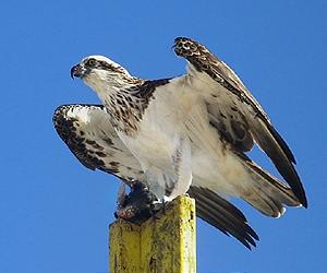 Soaring Is Better Than Flapping