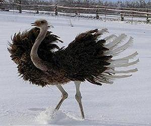 Ostriches Provide Clues To Dinosaur Movement
