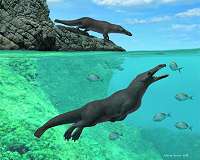 Early dispersal for quadrupedal cetaceans: amphibious whale from middle Eocene