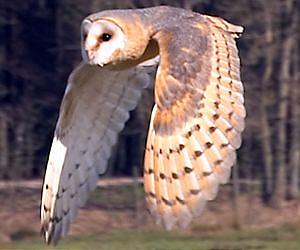 Owls' ability to fly in acoustic stealth provides clues to mitigating conventional aircraft noise