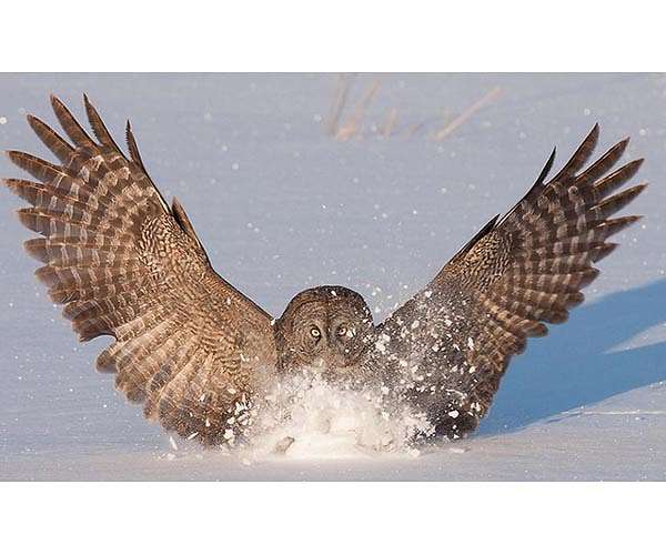 Owl wing design reduces aircraft, wind turbine noise pollution