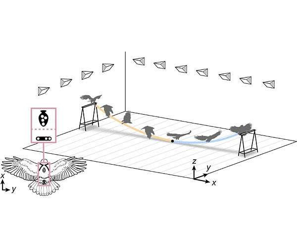 The hawk has landed: Braking mid-air to prioritize safety over energy or speed