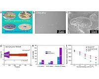 Traditional eutectic alloy brings new hope for high energy density metal-O2 batteries