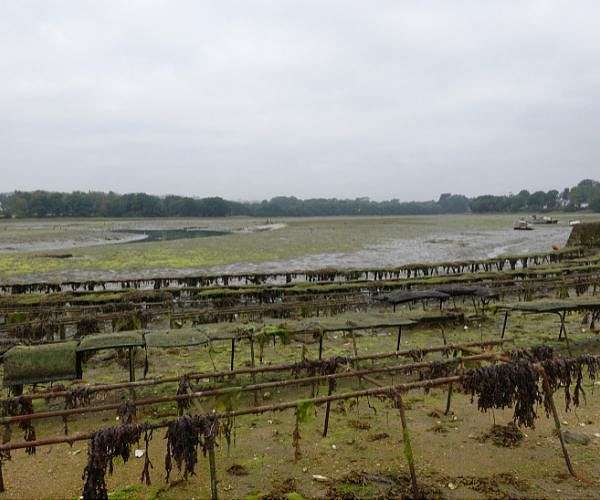 Japan oysters dying 'en masse', likely due to warmer sea: officials