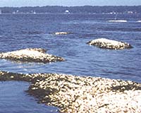 Shellfish Face An Uncertain Future In A High CO2 World