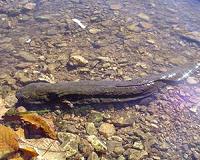 Salamanders shrinking due to climate change