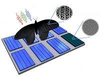 Butterfly wing inspires photovoltaics that could triple light absorption