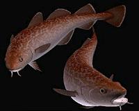 Value of Pacific fishing watchdog questioned