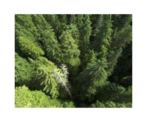 Forest fire studies may give false results