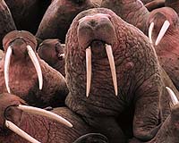 35,000 walruses mass on Alaska beach 'due to climate change'
