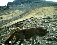 Himalayan wolf uniquely adapted to life at high altitudes