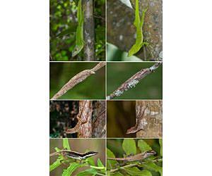Lizards show evolution is predictable