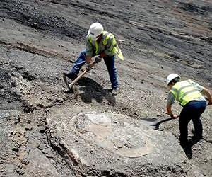 Fossil turtle from Colombia round like car tire