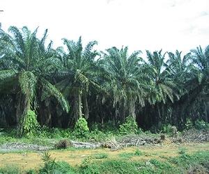 Mission Expected to Benefit from Official Launch of Malaysian Biodiesel Mandate