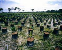 Guilt-free doughnuts: UN summit hails palm oil pledges