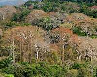 Tropical forests may soon hinder, not help, climate change effort